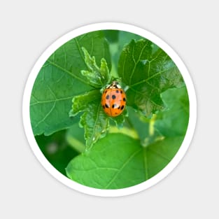 Red ladybug Magnet